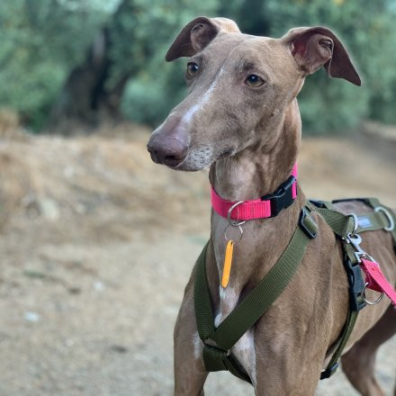 Cómo elegir el arnés perfecto para un galgo